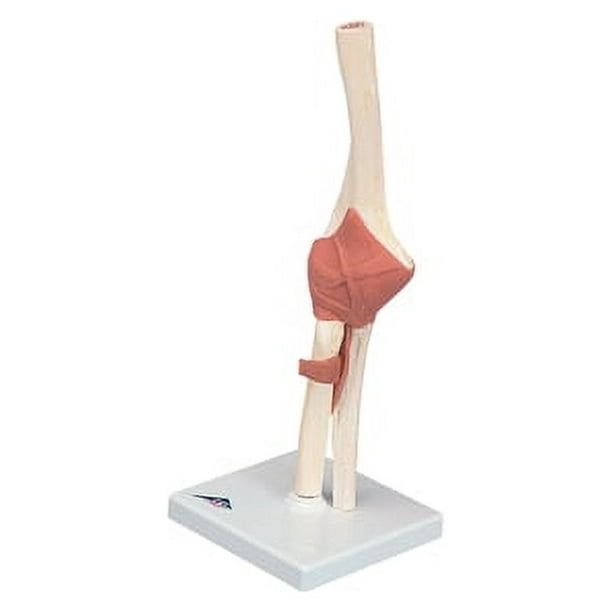 Anatomical model: functional elbow joint, deluxe - Walmart.com