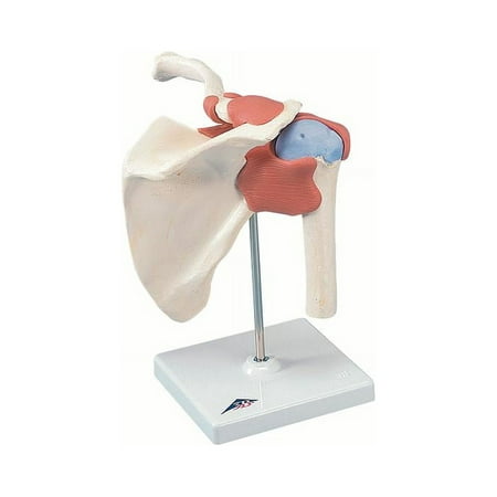 Anatomical model: functional shoulder joint, deluxe