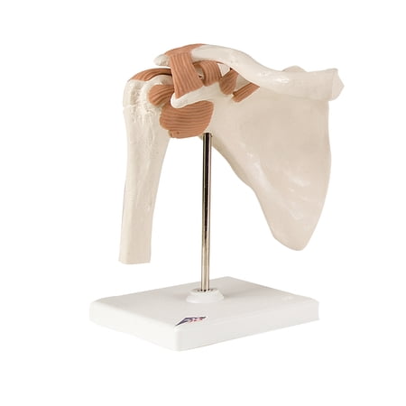 Anatomical model: functional shoulder joint