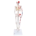 thumbnail image 1 of Anatomical model: mini skeleton W/ muscles on base, 1 of 1