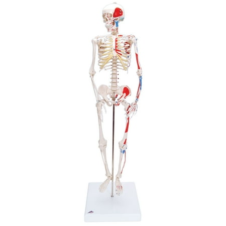Anatomical model: mini skeleton W/ muscles on base