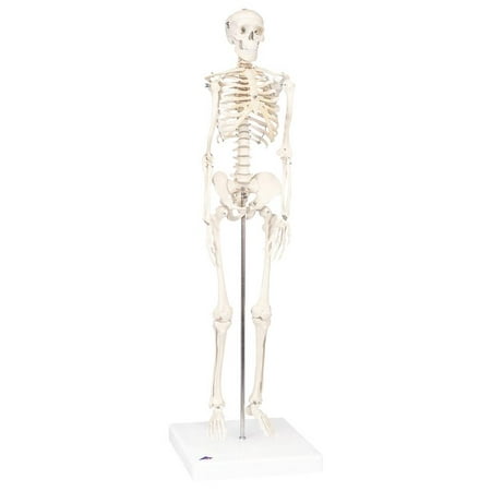 Anatomical model: mini skeleton