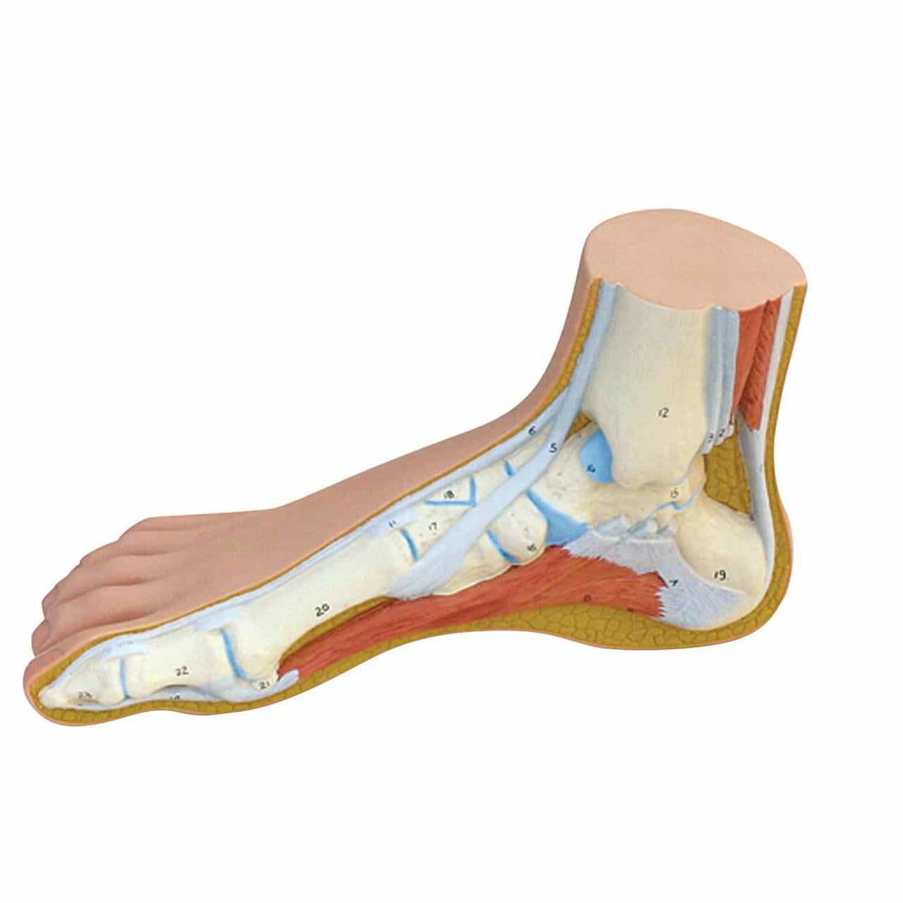 Anatomical model: normal foot - Walmart.com