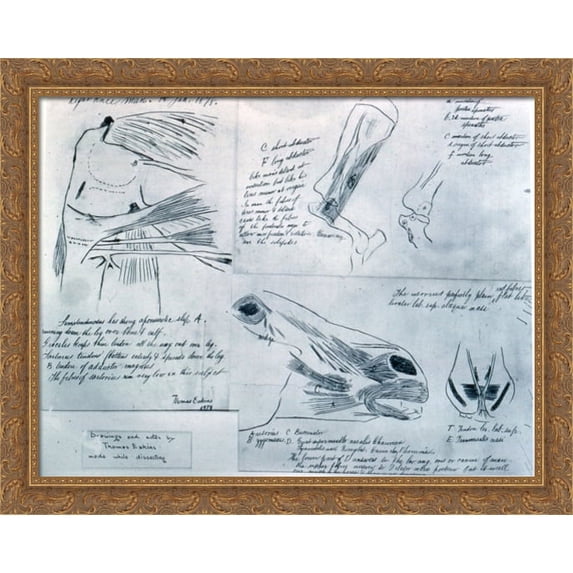 Anatomical studies 36x28 Large Gold Ornate Wood Framed Canvas Art by Thomas Eakins