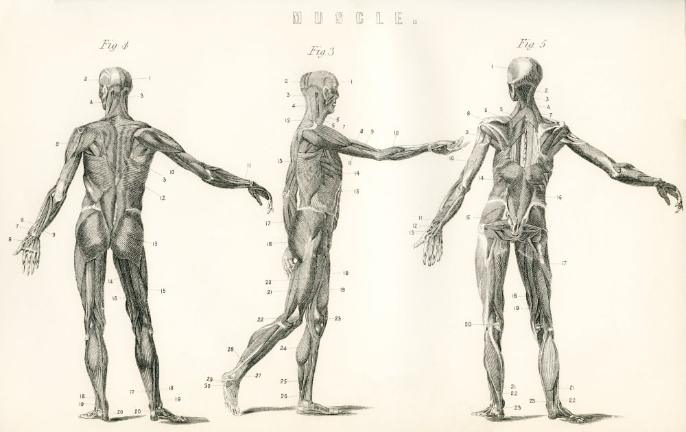 Anatomical study of muscle in the human body From The National Encyclopaedia published c1890 Canvas Art - Ken Welsh Design Pics (17 x 11)
