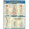 thumbnail image 1 of Anatomy 2 - Reference Guide (8.5 x 11) : a QuickStudy Laminated Reference Guide (Other), 1 of 2