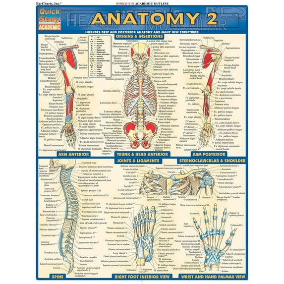 Anatomy 2 - Reference Guide (8.5 x 11) : a QuickStudy Laminated Reference Guide (Other)