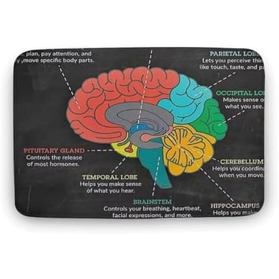 Anatomy Your Brain Knowledge Outdoor Entrance Mat Christmass Vintage Brain Knowledge Educational Poster Office Hospital Clinic Home Door Mats Decor,16x24 Inch.
