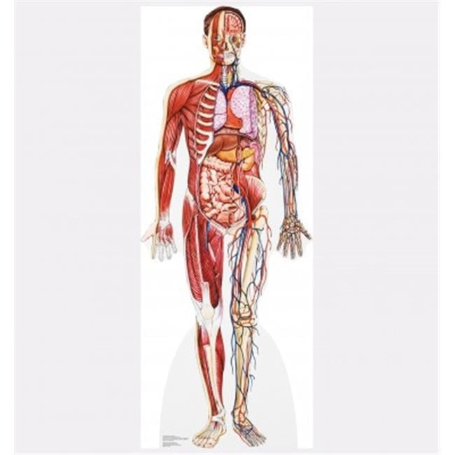 Life-Size Anatomy Cross Section Cardboard Standup