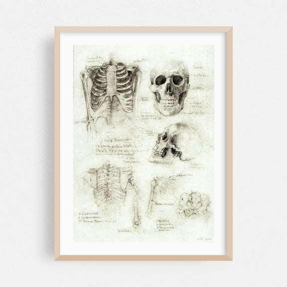 Anatomy - Drawing Line Art Oak Framed Wall Art Print 24 x 36 inches