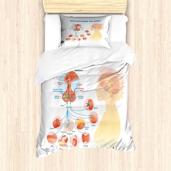 Anatomy Duvet Cover Set, Pituitary Gland Infographic Illustration on Plain Background, Decorative 2 Piece Bedding Set with 1 Pillow Shams, Twin Size, Pale Peach Pale Blue, by Ambesonne