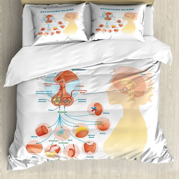 Anatomy Duvet Cover Set, Pituitary Gland Infographic Illustration on Plain Background, Decorative 3 Piece Bedding Set with 2 Pillow Shams, Calking Size, Pale Peach Pale Blue, by Ambesonne