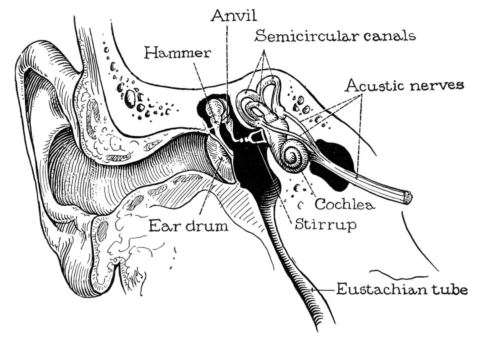 Anatomy Ear Canal. /Nan Anatomical Representation Of The Human Ear Canal American Engraving