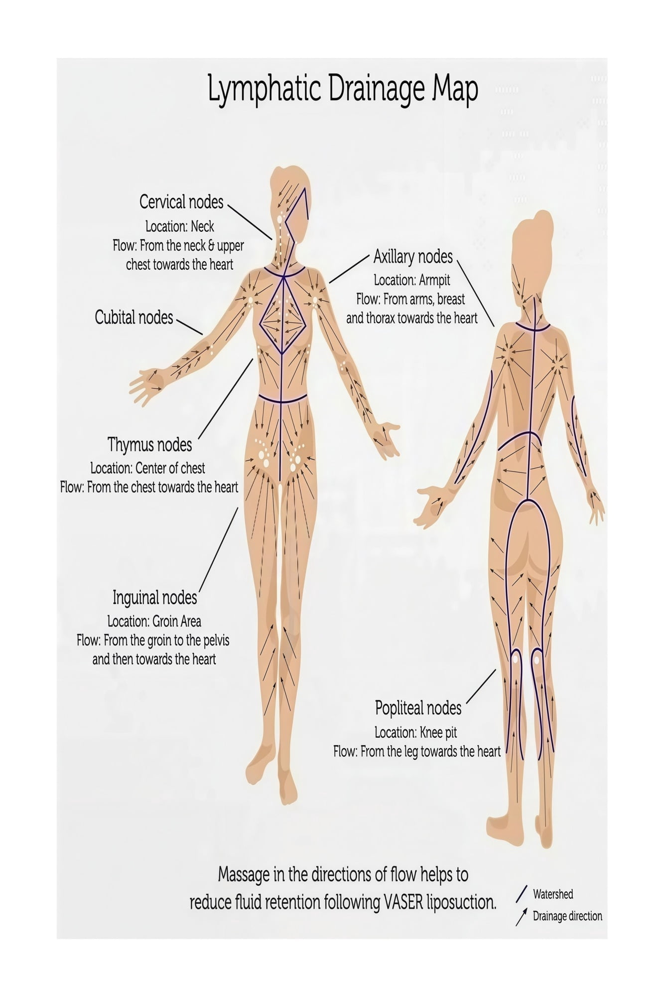 Anatomy Educational Poster Lymphatic System Map Human Body Chart ...