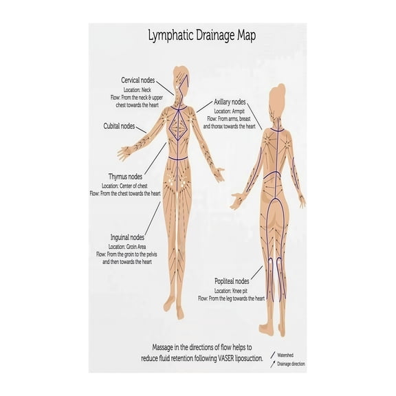 Anatomy Educational Poster Lymphatic System Map Human Body Chart Informative Wall Art for Home Office Decor Medical Science