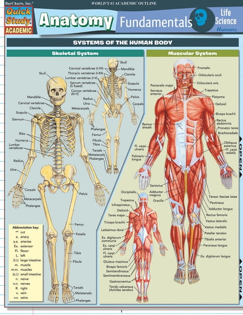 VINCENT PEREZ Anatomy Fundamentals: Life Science (Other)