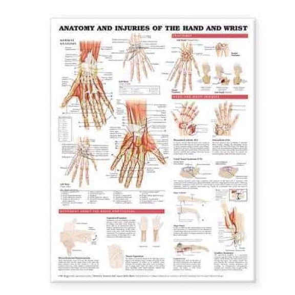 Anatomy & Injury Of Hand And Wrist Anatomical Chart