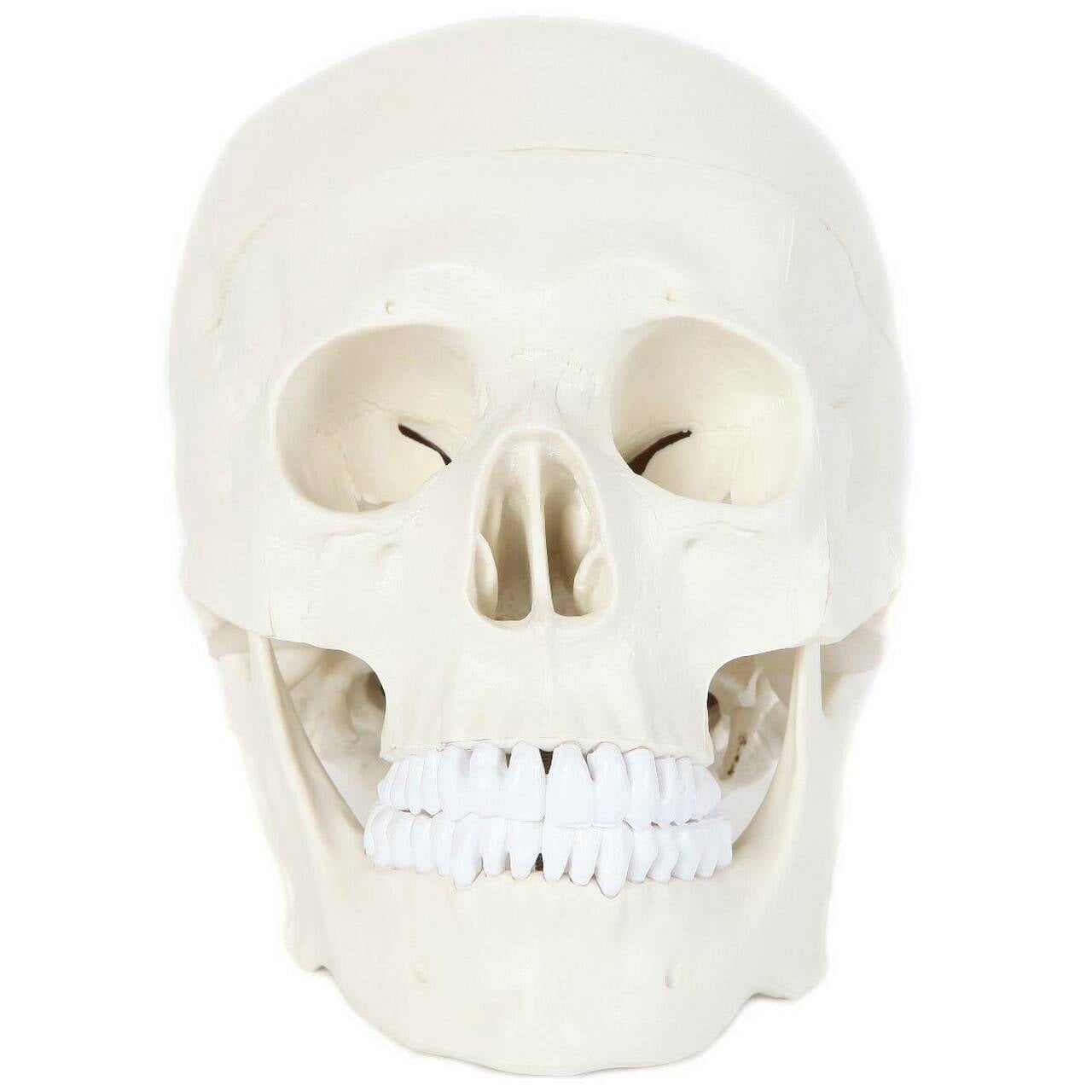 Anatomy Lab 3-Part Life-Size Human Skull Model with Removable Cap and ...
