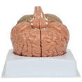 thumbnail image 1 of Anatomy Lab Basic 2-Part Brain Model Anatomy Model, 1 of 3