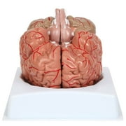 Anatomy Lab Basic 2 Part Brain Model with Arteries and Blood Vessels