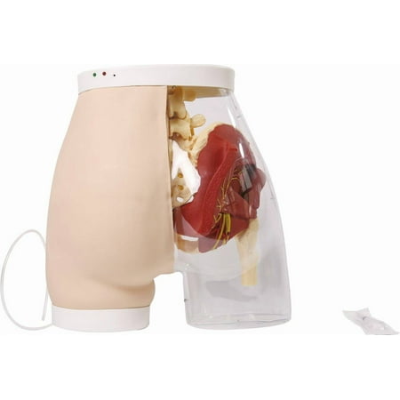 Anatomy Lab Buttock Intramuscular Injection Model