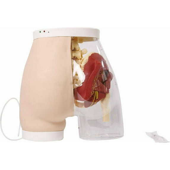 Anatomy Lab Buttock Intramuscular Injection Model