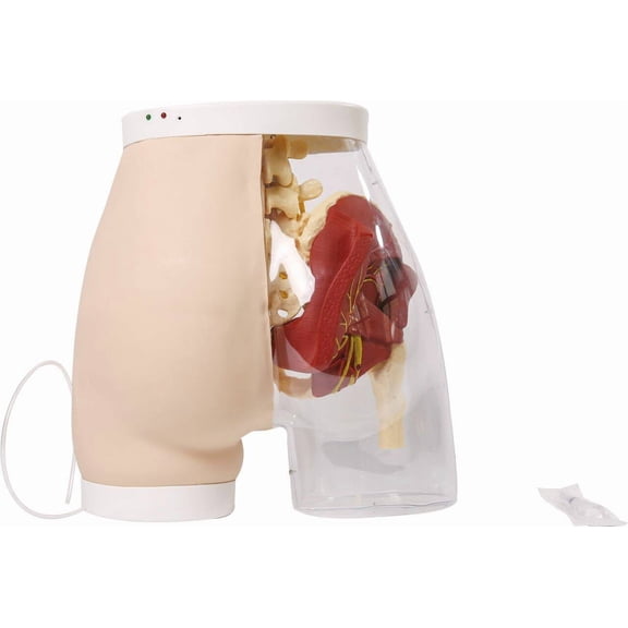 Anatomy Lab Buttock Intramuscular Injection Model