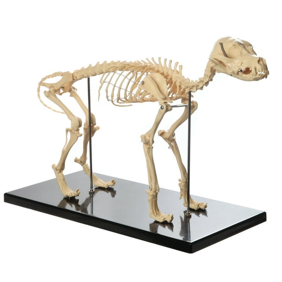 Anatomy Lab Canine Skeleton Model - Fixed Articulation on Base