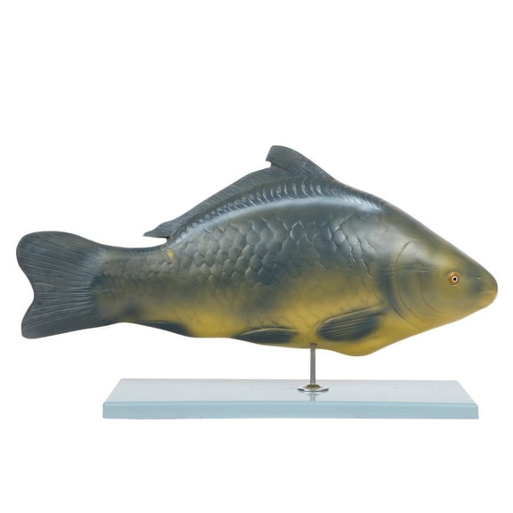 Anatomy Lab Carp Fish (Cyprinus carpio) Anatomy Model