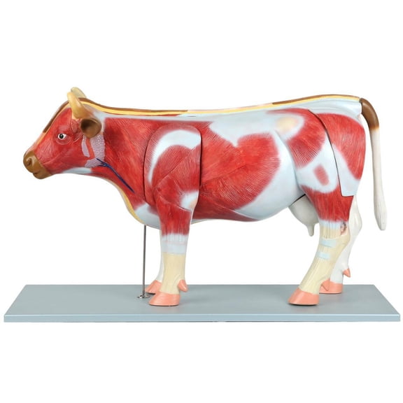 Anatomy Lab Domestic Bovine Anatomy Model for Education, Durable Plastic