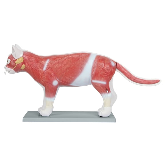Anatomy Lab Domestic Feline (Felis catus) Anatomy Model