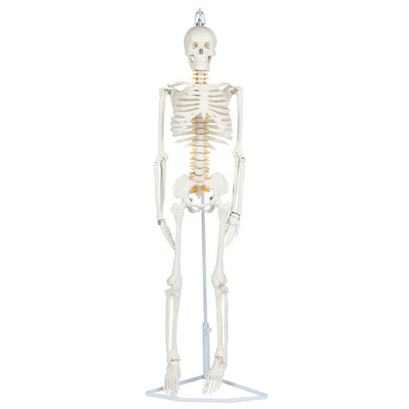 Anatomy Lab Essential Flexible Mini 35" Skeleton