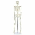 thumbnail image 1 of Anatomy Lab Human Skeleton Model Mini with Stand, Movable Joints 35", 1 of 6
