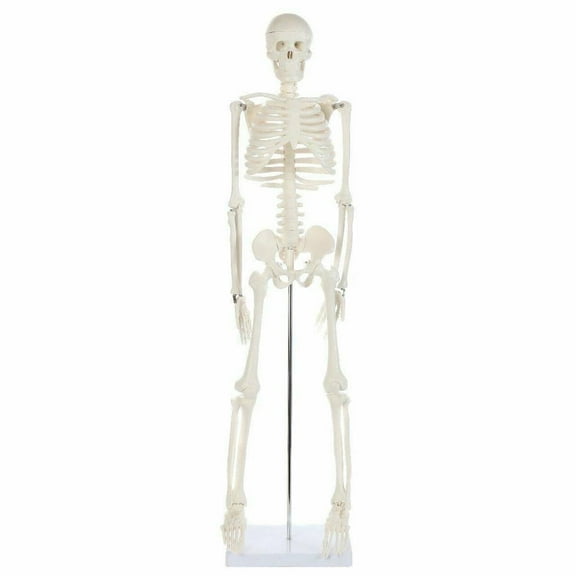 Anatomy Lab Human Skeleton Model Mini with Stand, Movable Joints 35"