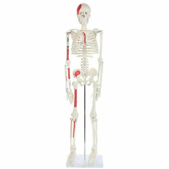 Anatomy Lab Essential Painted Mini 35" Skeleton