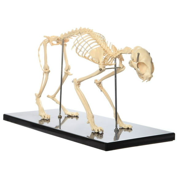 Anatomy Lab Feline Skeleton Model - Fixed Articulation on Base