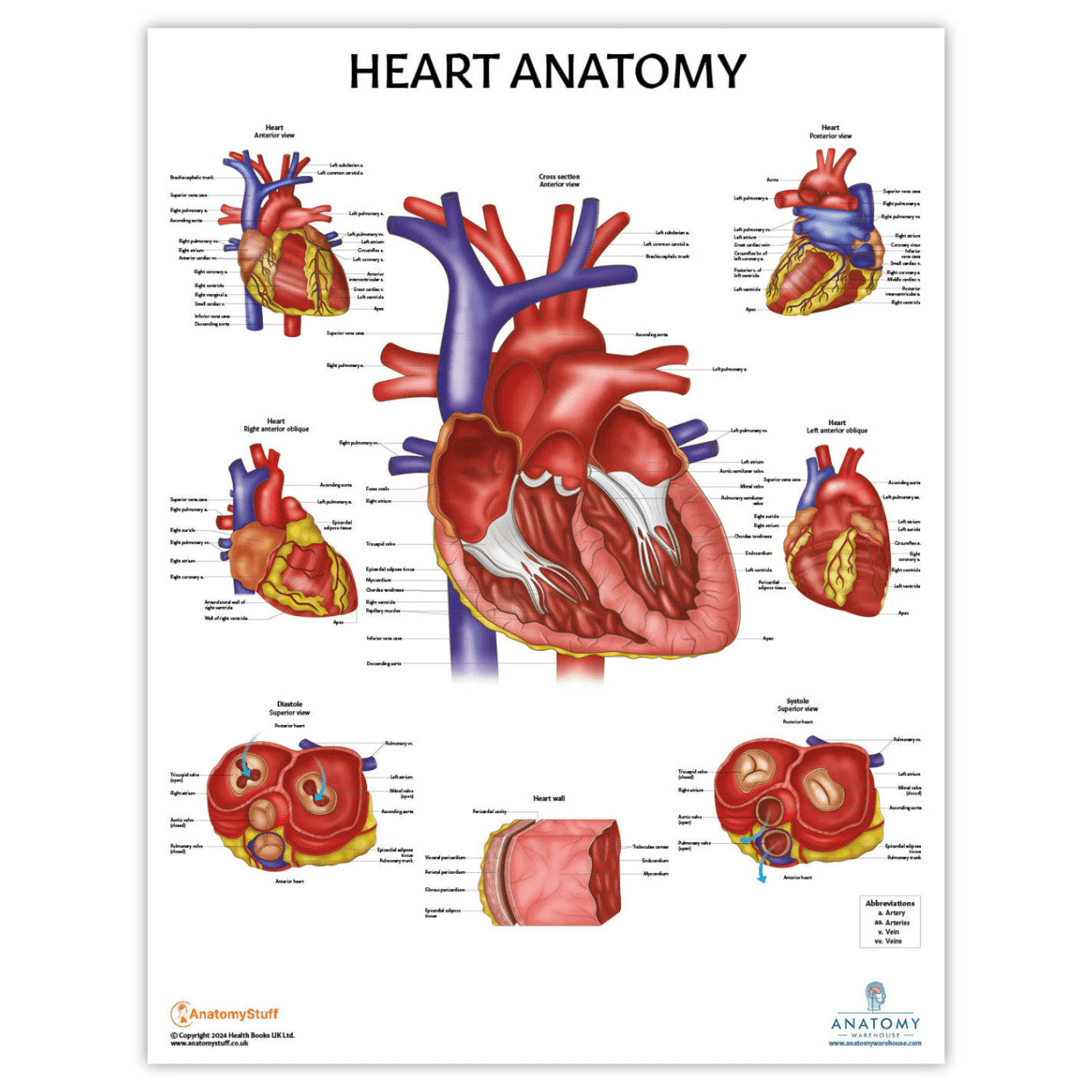 Anatomy Lab Heart Laminated Poster - Walmart.com