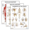 Human Health Lab Anatomy Lab Human Anatomy Laminated Poster with Muscular, Skeletal, and ...