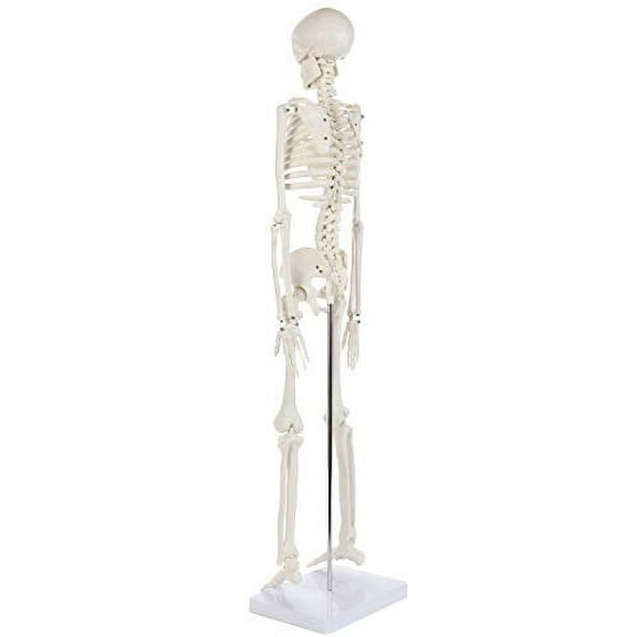 Anatomy Lab Human Skeleton Model, 34" Skeleton with Base, Movable Arms and Legs, and Detailed Human Bones. Durable Design Perfect for Students and Teachers