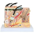 thumbnail image 1 of Anatomy Lab Skin and Hair Block Anatomy Model, 1 of 3
