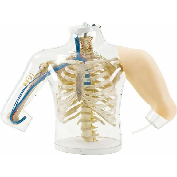 Anatomy Lab - Upper Arm Intramuscular Injection Skill Trainer for Nursing, Education, and Patient Consultation