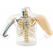 Anatomy Lab - Upper Arm Intramuscular Injection Skill Trainer for Nursing, Education, and Patient Consultation