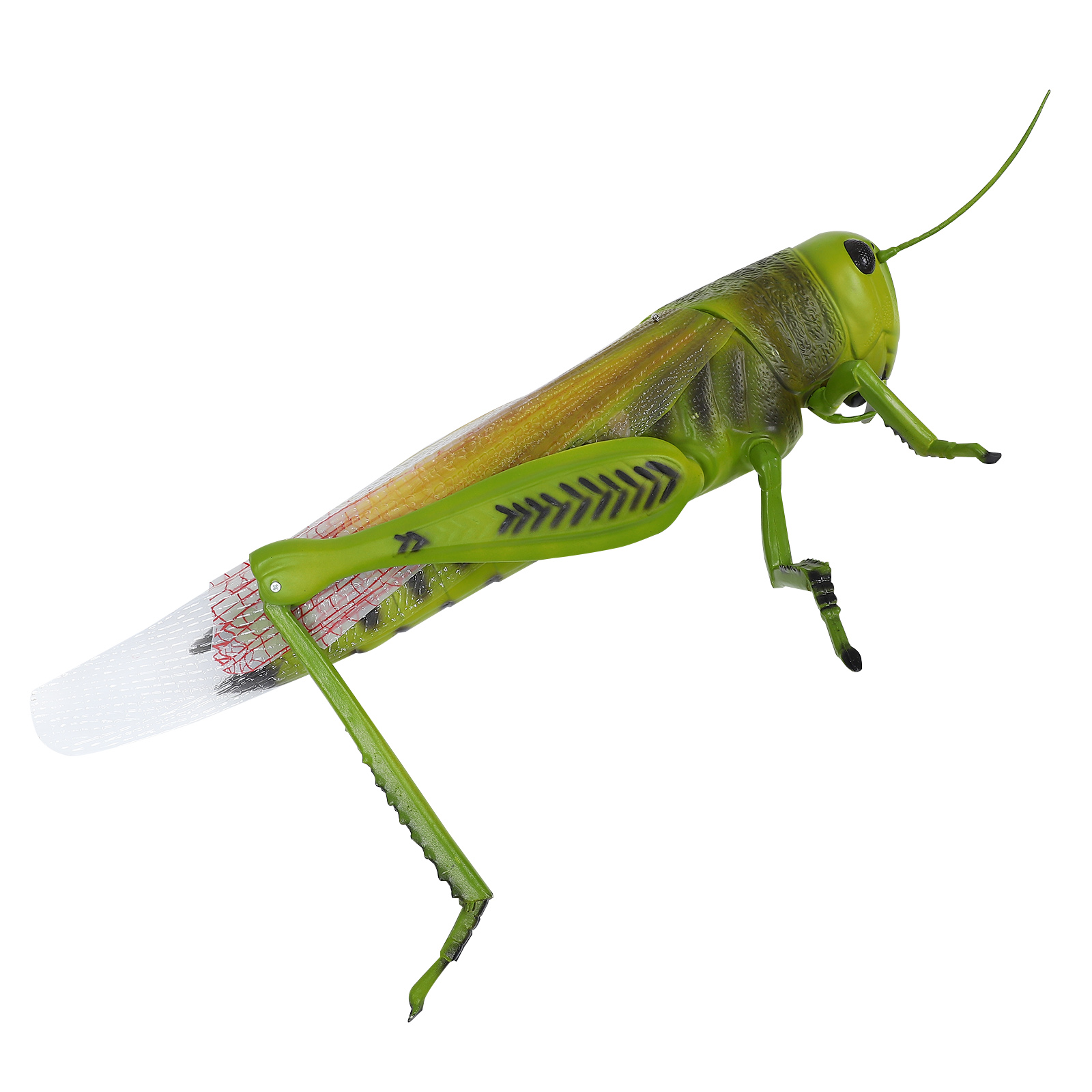 Anatomy Locust Model Biology Science Locust Anatomical Model for