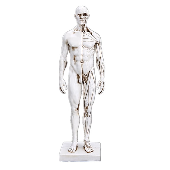 Anatomy Model Assembly Model11 inches Male Anatomy Figure, Human Body Muscle and Skeleton