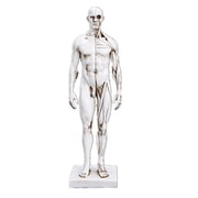 Anatomy Model Assembly Model11 inches Male Anatomy Figure, Human Body Muscle and Skeleton