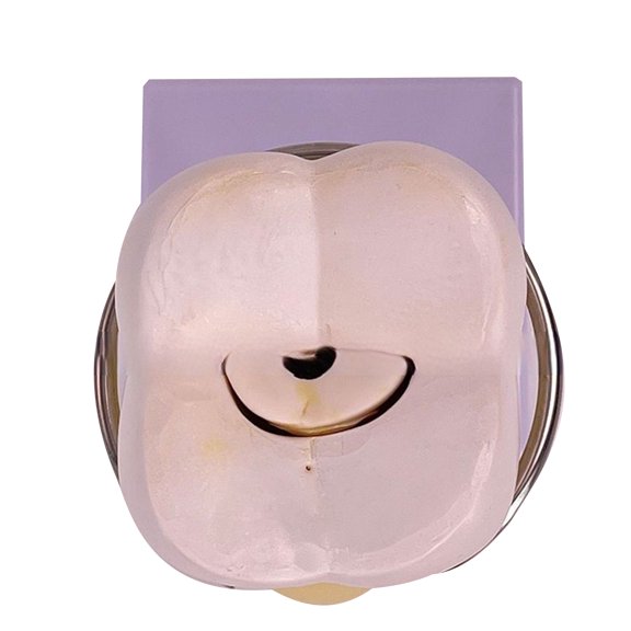 Anatomy Model Molar Tooth Anatomy Model with Detachable Parts Human Tooth Model for Diseases Study