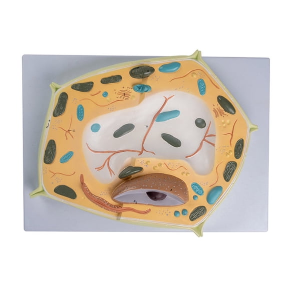 3D Plant Cell Model Human Body Model for Cell Learning Anatomy Model ...
