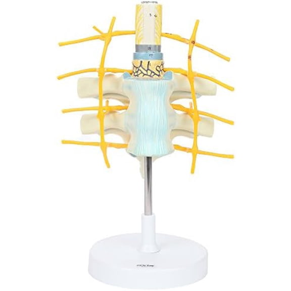 Anatomy Model of Thoracic Vertebrae and Enlarged Spinal Cord | 2X Life-Size Vertebrae Shows White and Gray Matter and Spinal Ganglia | On White Base$$Tools & Hardware Other