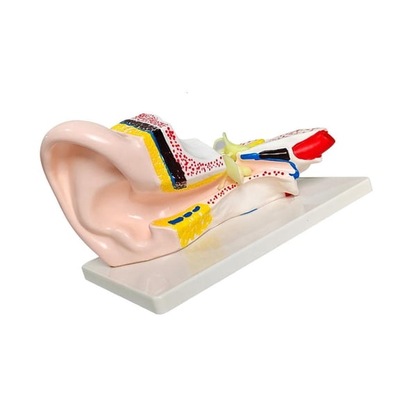 Anatomy Model for Classroom Teaching, Human Ear Section Display with Color Coded Internal Layout, PVC Presentation Model