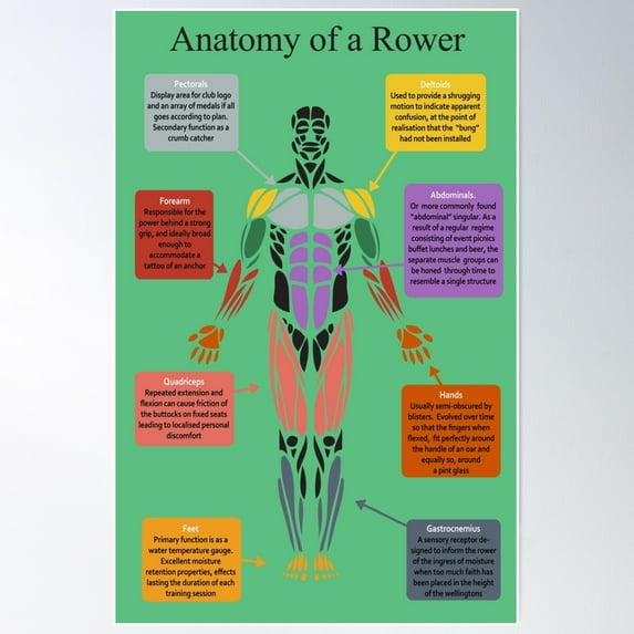 Anatomy Of A Rower Poster Wall Art, Modern Wall Decor For Living Room Bedroom, 24x36 UNFRAMED